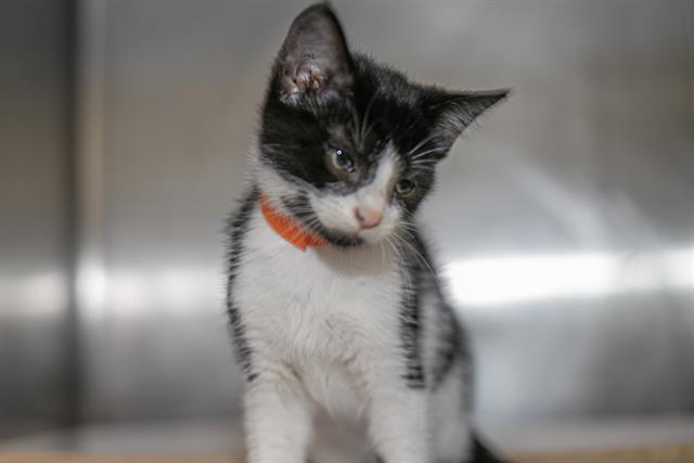 Shelter Stray Female Cat last seen CHARLOTTE, 8315 Byrum Dr, Charlotte, NC 28217, USA