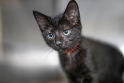 Shelter Stray Female Cat last seen CHARLOTTE, 8315 Byrum Dr, Charlotte, NC 28217, USA
