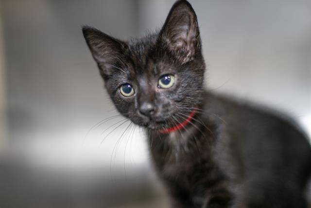 Shelter Stray Female Cat last seen CHARLOTTE, 8315 Byrum Dr, Charlotte, NC 28217, USA