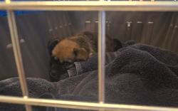 Shelter Stray Female Dog last seen OSWELL ST BAKERSFIELD, 201 S Mt Vernon Ave, Bakersfield, CA 93307, USA