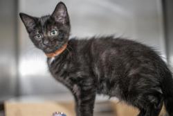 Shelter Stray Male Cat last seen CHARLOTTE, 8315 Byrum Dr, Charlotte, NC 28217, USA