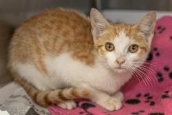 Shelter Stray Female Cat last seen CHARLOTTE, 8315 Byrum Dr, Charlotte, NC 28217, USA