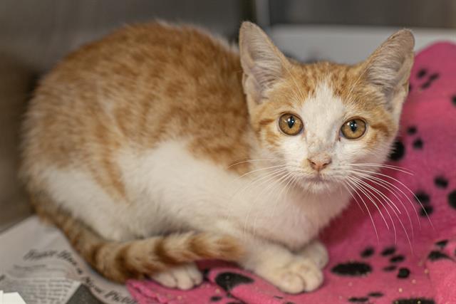 Shelter Stray Female Cat last seen CHARLOTTE, 8315 Byrum Dr, Charlotte, NC 28217, USA