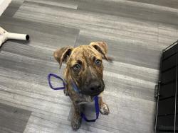 Shelter Stray Male Dog last seen CHARLOTTE, 8315 Byrum Dr, Charlotte, NC 28217, USA