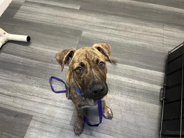Shelter Stray Male Dog last seen CHARLOTTE, 8315 Byrum Dr, Charlotte, NC 28217, USA