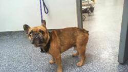 Shelter Stray Male Dog last seen CHARLOTTE, 8315 Byrum Dr, Charlotte, NC 28217, USA