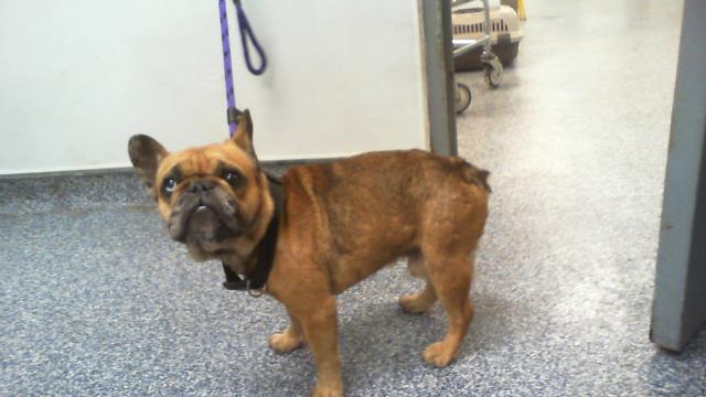 Shelter Stray Male Dog last seen CHARLOTTE, 8315 Byrum Dr, Charlotte, NC 28217, USA