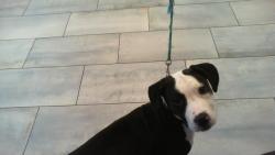 Shelter Stray Female Dog last seen CHARLOTTE, 8315 Byrum Dr, Charlotte, NC 28217, USA