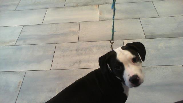 Shelter Stray Female Dog last seen CHARLOTTE, 8315 Byrum Dr, Charlotte, NC 28217, USA