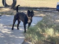 Shelter Stray Male Dog last seen Near BLOCK E BOWEN, 227 N D St, Perris, CA 92570, USA