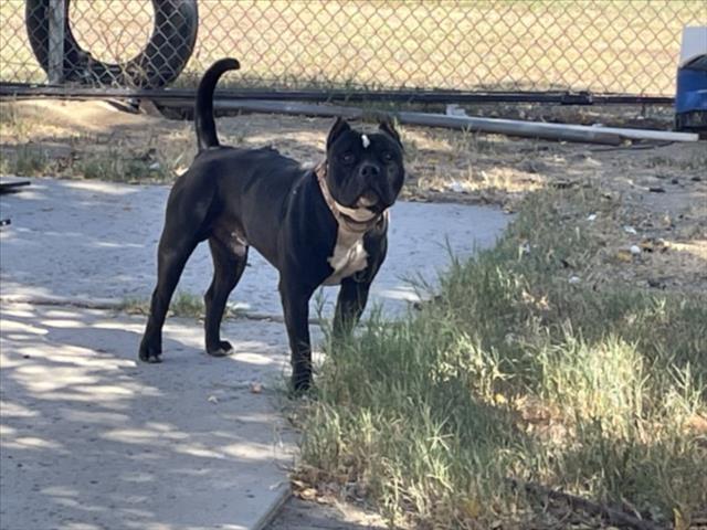 Shelter Stray Male Dog last seen Near BLOCK E BOWEN, 227 N D St, Perris, CA 92570, USA