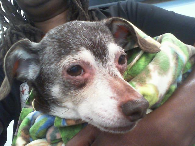 Shelter Stray Female Dog last seen CHARLOTTE, 8315 Byrum Dr, Charlotte, NC 28217, USA