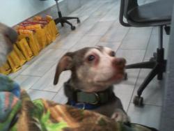 Shelter Stray Male Dog last seen CHARLOTTE, 8315 Byrum Dr, Charlotte, NC 28217, USA