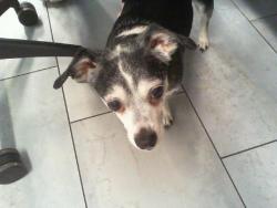 Shelter Stray Male Dog last seen CHARLOTTE, 8315 Byrum Dr, Charlotte, NC 28217, USA