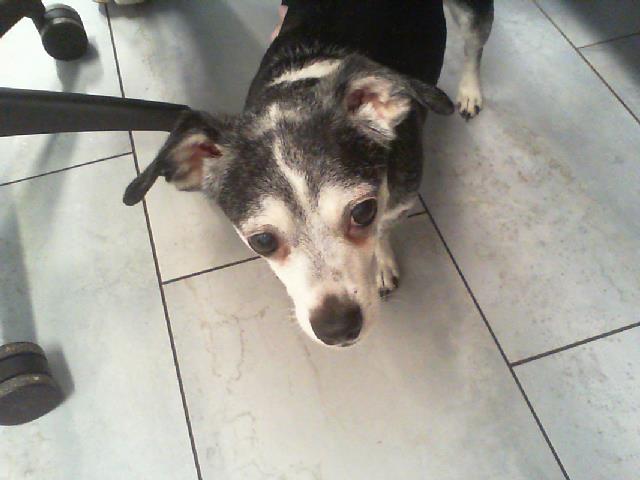 Shelter Stray Male Dog last seen CHARLOTTE, 8315 Byrum Dr, Charlotte, NC 28217, USA