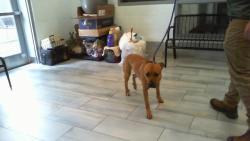 Shelter Stray Male Dog last seen CHARLOTTE, 8315 Byrum Dr, Charlotte, NC 28217, USA