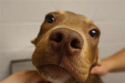 Shelter Stray Male Dog last seen Near BLOCK N MAIN ST, 127 Humane Ln, Columbia, SC 29201, USA