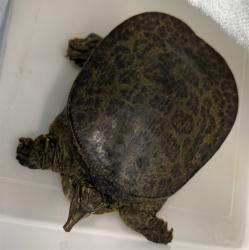 Shelter Stray Unknown Other last seen , 4275 Elton St, Baldwin Park, CA 91706, USA