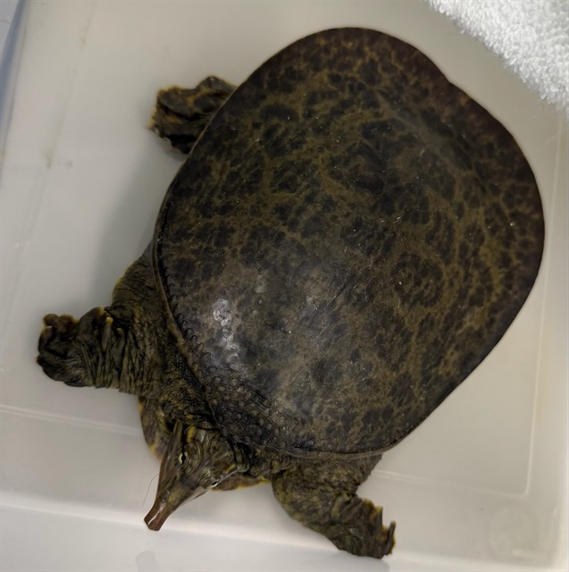 Shelter Stray Unknown Other last seen , 4275 Elton St, Baldwin Park, CA 91706, USA