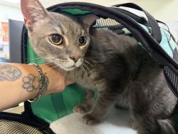 Shelter Stray Female Cat last seen Near BLOCK NW 24 AVE, 3599 NW 79th Ave, Doral, FL 33122, USA