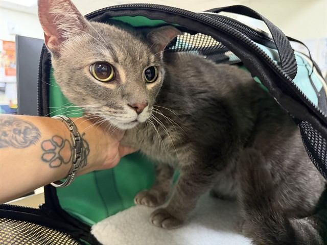 Shelter Stray Female Cat last seen Near BLOCK NW 24 AVE, 3599 NW 79th Ave, Doral, FL 33122, USA