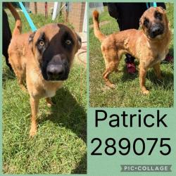Shelter Stray Male Dog last seen PATTERSON ST, 4214 Fulton Mill Rd, Macon, GA 31216, USA