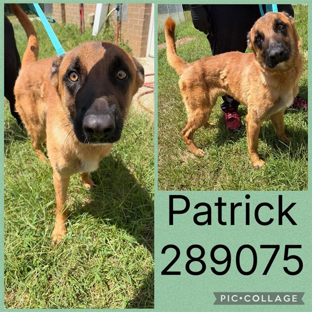 Shelter Stray Male Dog last seen PATTERSON ST, 4214 Fulton Mill Rd, Macon, GA 31216, USA