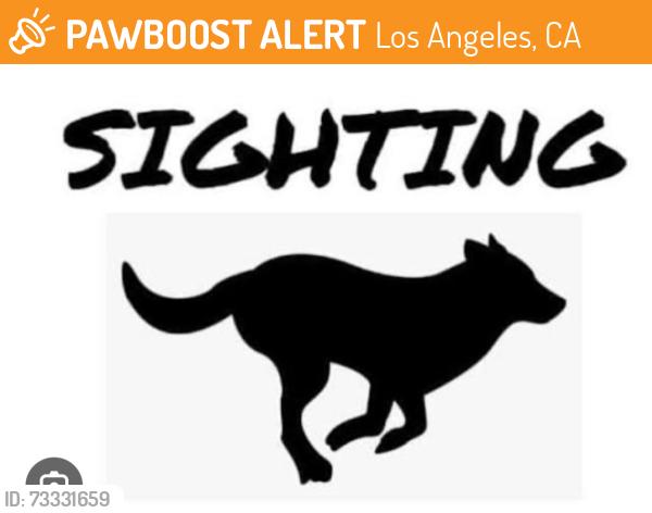 Found/Stray Unknown Dog last seen McDonald’s near Lankershin and Riverside in North Hollywood, Los Angeles, CA 91601
