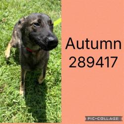 Shelter Stray Female Dog last seen LOG CABIN, 4214 Fulton Mill Rd, Macon, GA 31216, USA