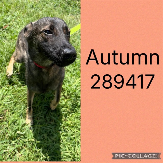 Shelter Stray Female Dog last seen LOG CABIN, 4214 Fulton Mill Rd, Macon, GA 31216, USA