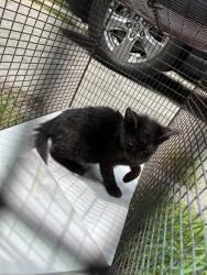 Shelter Stray Female Cat last seen Near BLOCK SW 189TH TER, 3599 NW 79th Ave, Doral, FL 33122, USA