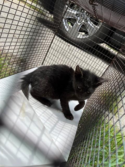 Shelter Stray Female Cat last seen Near BLOCK SW 189TH TER, 3599 NW 79th Ave, Doral, FL 33122, USA