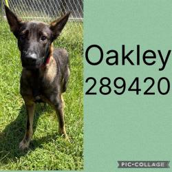 Shelter Stray Male Dog last seen LOG CABIN, 4214 Fulton Mill Rd, Macon, GA 31216, USA