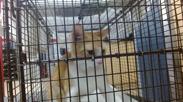 Shelter Stray Male Cat last seen Near BLOCK SW 82 CIR LN, 3599 NW 79th Ave, Doral, FL 33122, USA