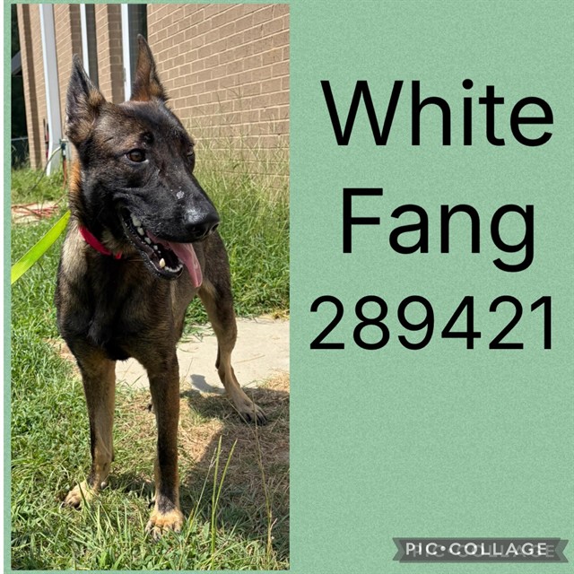 Shelter Stray Male Dog last seen LOG CABIN, 4214 Fulton Mill Rd, Macon, GA 31216, USA