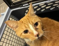Shelter Stray Female Cat last seen E 16TH AVE & AURORA CT, 2080 S Quebec St, Denver, CO 80231, USA