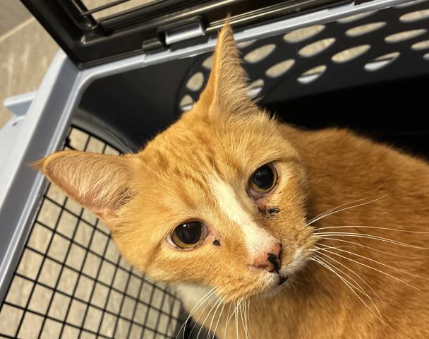 Shelter Stray Female Cat last seen E 16TH AVE & AURORA CT, 2080 S Quebec St, Denver, CO 80231, USA