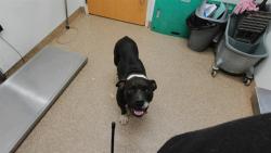 Shelter Stray Male Dog last seen Near BLOCK ELENA, 3001 2nd St SW, Albuquerque, NM 87105, USA