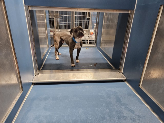 Shelter Stray Male Dog last seen Near BLOCK WEST AVE, DETROIT MI 48201, 7401 Chrysler Dr, Detroit, MI 48211, USA