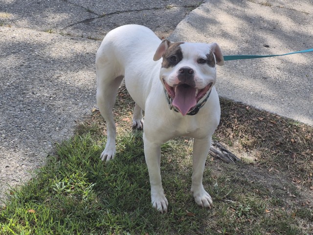 Shelter Stray Female Dog last seen Near BLOCK PAYTON ST, DETROIT, MI 48224, 7401 Chrysler Dr, Detroit, MI 48211, USA