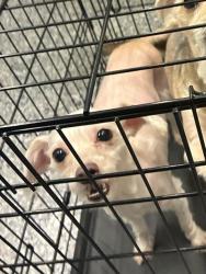 Shelter Stray Female Dog last seen Near BLOCK PARK BLVD, 12155 Park Blvd, Brighton, CO 80601, USA