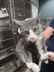 Shelter Stray Female Cat last seen , West Valley Animal Shelter, 20655 Plummer St, Chatsworth, CA 91311, USA