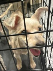 Shelter Stray Female Dog last seen Near BLOCK PARK BLVD, 12155 Park Blvd, Brighton, CO 80601, USA