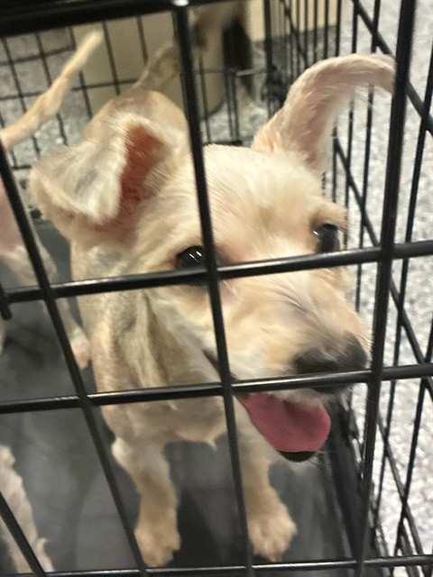Shelter Stray Female Dog last seen Near BLOCK PARK BLVD, 12155 Park Blvd, Brighton, CO 80601, USA