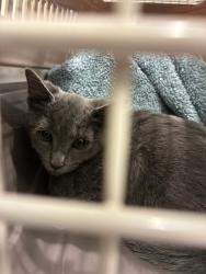 Shelter Stray Male Cat last seen Near BLOCK E 98TH PL, 12155 Park Blvd, Brighton, CO 80601, USA