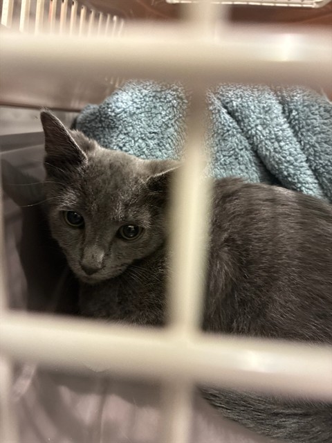 Shelter Stray Male Cat last seen Near BLOCK E 98TH PL, 12155 Park Blvd, Brighton, CO 80601, USA
