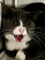 Shelter Stray Male Cat last seen , West Valley Animal Shelter, 20655 Plummer St, Chatsworth, CA 91311, USA