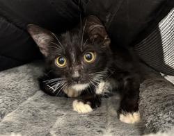 Shelter Stray Male Cat last seen Near BLOCK OLANCHA RD. CATHEDRAL CITY CA 92234, 72050 Pet Land Pl, Thousand Palms, CA 92276, USA