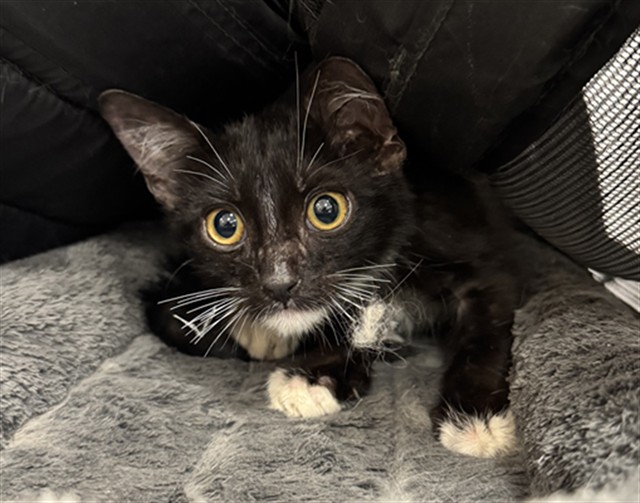 Shelter Stray Male Cat last seen Near BLOCK OLANCHA RD. CATHEDRAL CITY CA 92234, 72050 Pet Land Pl, Thousand Palms, CA 92276, USA