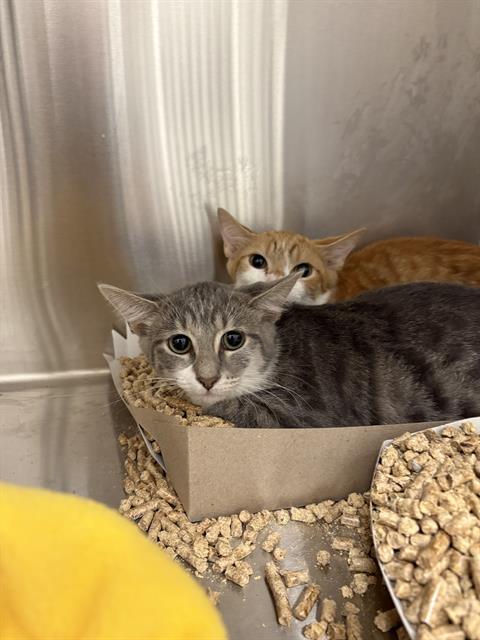 Shelter Stray Female Cat last seen Near, 2600 S Harding St, Indianapolis, IN 46221, USA